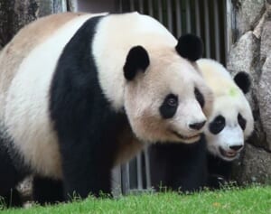 ビッグママの良浜22歳に！世界一のパンダ家族築いた軌跡