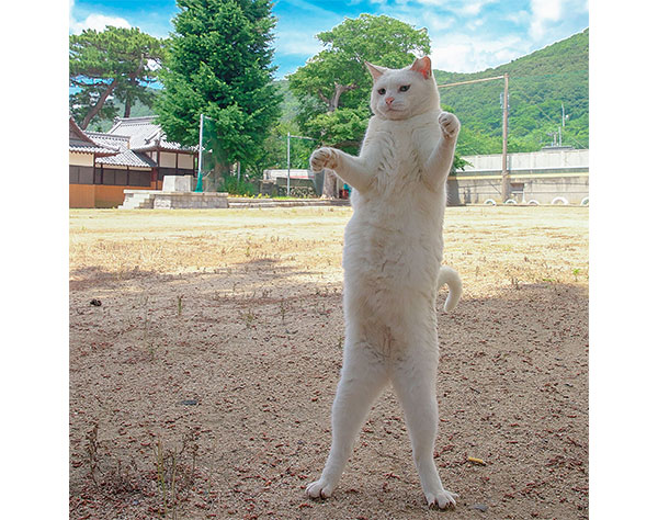 写真家 山本正義さん撮影の“立ち猫”が話題！撮影方法も伝授