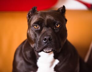 ピットブルが子ども2人を噛み殺す　かばった母親も重傷