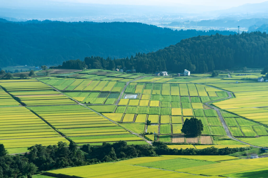 「虫食をすすめられて…」「車にシカが突っ込んできて…」憧れの地方移住は恐怖の連続！