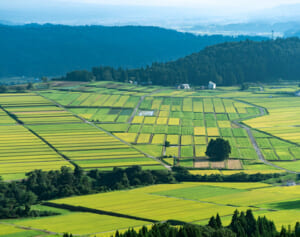 「虫食をすすめられて…」「車にシカが突っ込んできて…」憧れの地方移住は恐怖の連続！