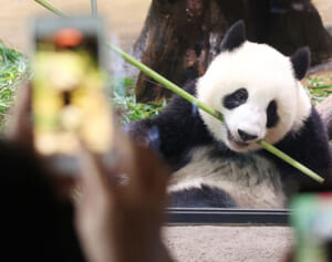 暴れん坊シャオシャオとおっとりレイレイ“双子パンダ”成長記録