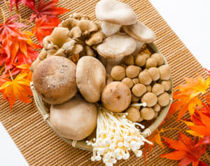 旬だから安くておいしい「きのこ」の“大病を防ぐ！”6大健康パワーを総ざらい