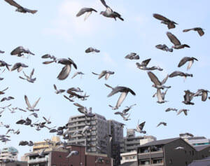 近年急増中“鳥のフン害”が脳障害の原因になることも