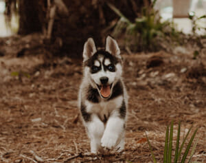 オオカミと間違えてシベリアンハスキーを銃殺した女性、動物虐待で逮捕