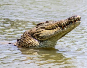 8歳男の子が家族の目の前で巨大ワニに襲われ死亡