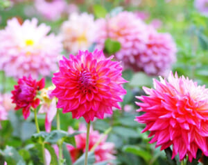 SixTONES京本大我 余命宣告されたら「ギターを持って一人旅」