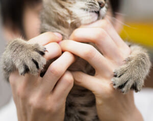 愛猫とのスキンシップが不調を引き起こすことも――「猫吸い」に潜む人に危険な感染症リスト