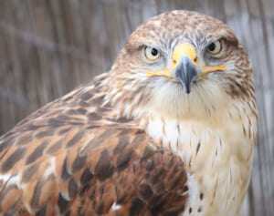 自宅に侵入した小学生がペットの鷹やハヤブサに岩を…飼い主が被害を告白「足から血が出て羽も折れていた」