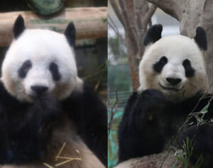 【パンダクイズ】誰でもわかるシャンシャンの見分け方