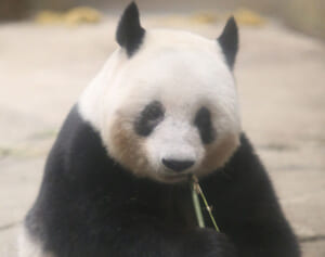 パンダ大使も悲しみにくれる、シャンシャン返還で体調不良、入院…シャンシャンロス続出