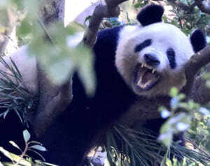 変顔・ヘソ天・アイ～ン顔「パンダ初笑い名写真」シャンシャンと笑って年越し！