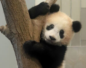 来年に中国返還のシャンシャン“5年半の思い出”アルバム