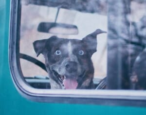 狩猟に出かけた男性が飼い犬に銃撃されて死亡