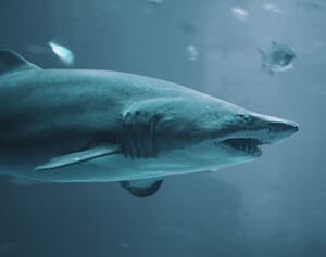 ホホジロザメを調理して食べた中国人TikTokerに240万円の罰金