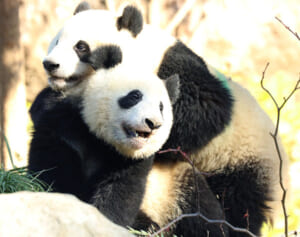 双子パンダ・シャオシャオ＆レイレイ2022年振り返りアルバム