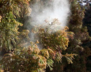 最新の花粉症対策は「症状出る前から」が肝心　注射で症状なくなる人も