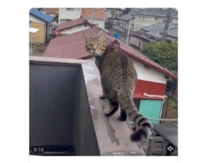 今にも落ちそうな高所の塀を歩く猫の広告動画が「虐待」と波紋…投稿したau損保は「認識が不足していた」と謝罪