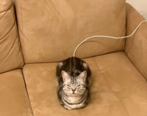 猫界の橋本環奈ほか総いいね200万超え！バズ猫博覧会