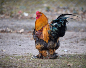 「おんどりが…」とつぶやいて絶命　鶏に襲われた男性が不可解な死