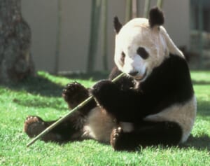 人気パンダまた中国へ…グレートファーザー永明と美人姉妹帰国