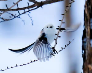 高校生写真家が撮るシマエナガほか“冬もふ”動物コレクション