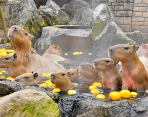 見ているだけでポカポカ！カピバラ“いい湯だな”写真選手権