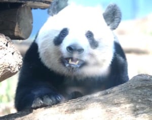 シャンシャンにお別れを言いにきた仲良しカラス・カタロウ