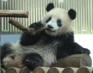 【さよならシャンシャン】中国返還後の生活は？夫はイケメンに？気になるすべてを前上野動物園園長に聞いた