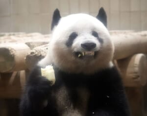 【さよならシャンシャン】変顔、アイーン、大人な「くねくねポーズ」も…目撃してきた“思わず笑顔“なベストショット