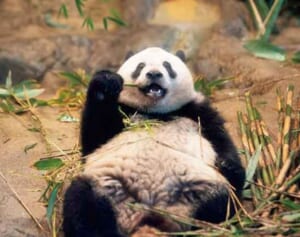 【さよならシャンシャン】追い続けて3136日…毎日パンダさんのBESTショット 3位はオヤジしぐさ、1位は？