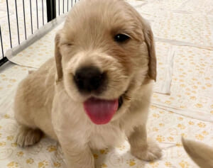 フォロワー500万人超のおさる赤ちゃん他 SNSで話題の動物赤ちゃん集