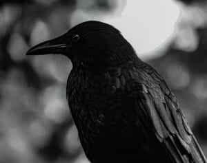 「カラス肉の生食」紹介記事が波紋…「最悪の場合死に至る」と専門家も警鐘