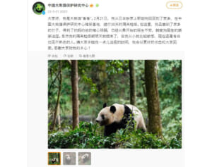 シャンシャン 中国四川省から元気でかわいい最新カット到着！