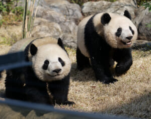 上野の双子パンダ“シャオレイ”がママと離れて“双子暮らし”