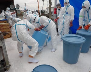 鳥インフルエンザ異変の場合、死者予想は最悪64万人…卵急騰に海外では少女死亡