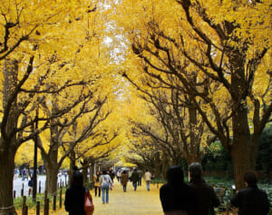 神宮外苑再開発は東京五輪の“負の遺物”環境より商業エリアやビル賃料で企業利益優先か