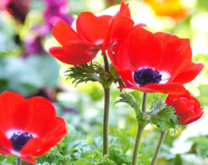 永瀬廉「1人のときも、想うのはKing＆Princeのこと」