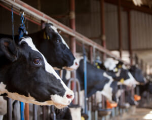 “酪農危機”で赤字85％「牛乳増産しろ」一転「減らせ」の迷走政策で日本の牛乳が消える危険