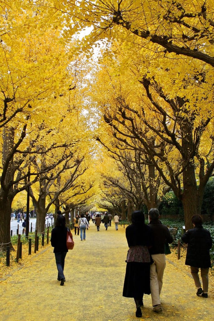 「次の世代に美しいバトンを」坂本龍一さんが死去3日前に本誌へ寄せた“神宮外苑の再開発”への警鐘