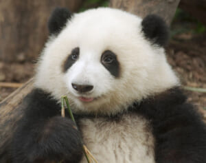 シャンシャン　返還先の中国で立ちはだかる最強ライバル“パンダ界の水卜ちゃん”