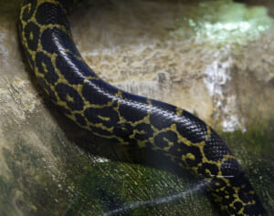 シングルマザーがやっと買ったマイホームの壁から、巨大なヘビが何匹も出現