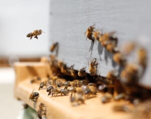 バスが谷底に転落してハチの巣を直撃、乗客45人が刺され6人が死亡