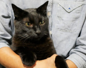 保護猫活動に1千万円寄付、ヘルパーに小遣い「認知症の親」の資産トラブルが急増