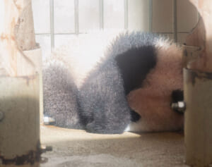 6歳になったシャンシャン「毎日通ったから撮れた貴重ショット」