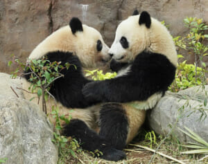 2歳になるシャオシャオ＆レイレイ「最新ラブラブショット集」