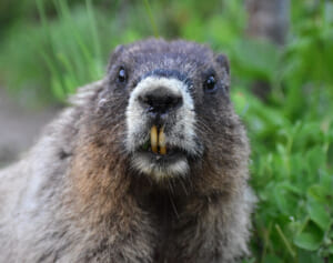 少女を襲った狂犬病のビーバー、父親に殴り殺される