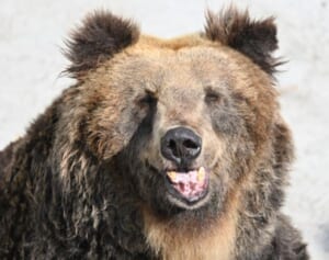 “ヒグマ捕殺ストップ”訴える日本ヴィーガン協会のクラファンが波紋…道庁担当者が語った活動への“見解”