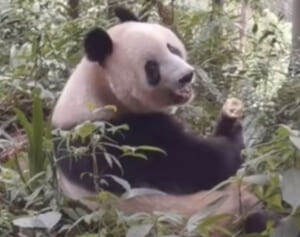 6歳になったシャンシャン「中国の空の下、元気にムシャムシャ」