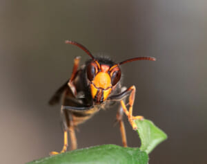 この「ハチ」見たら即通報！【外来スズメバチ】の都市襲撃を専門家が警鐘